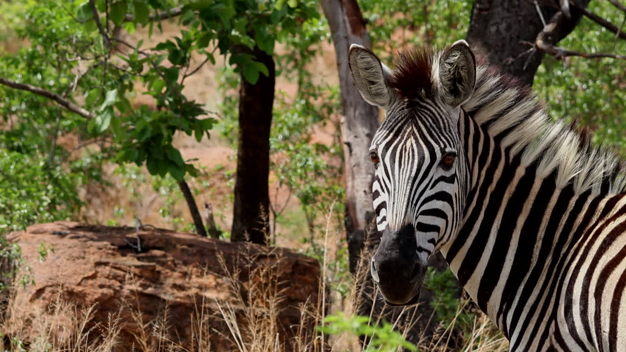 zebra virando a cabeça em uma savana africana ensolarada cercada por arbustos e grama seca, vista de perto