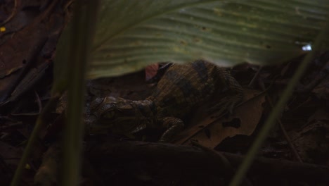 closeup caiman hatchling lies motionless on the forest floor trying to stay hidden