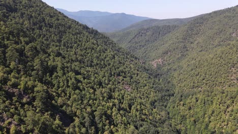 Umwelt-Natürlicher-Grüner-Wald