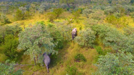 african elephants walking together as a trunk, mjejane game reserve, south africa.