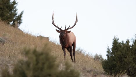 Wapitibullen-Im-Herbst-In-Montana