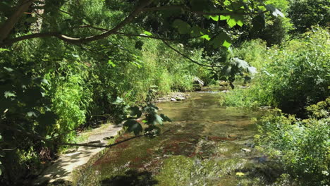 Summers-Day-with-a-Flowing-Stream-in-a-Woodland-Countryside-in-England
