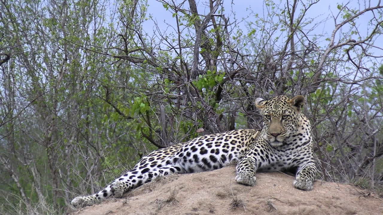 el leopardo joven descansa y observa los alrededores en busca de una presa