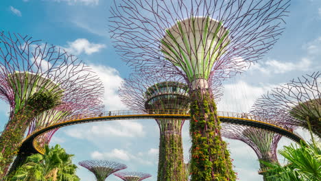 Time-lapse-of-tourist-on-Supertree-grove-in-Gardens-by-the-Bay,--Singapore