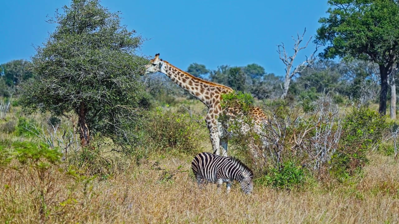 Filmagem com câmera na mão mostra uma girafa em meio à vegetação arbustiva enquanto uma zebra pasta por perto em uma reserva de vida selvagem sul-africana. Imagens naturais adequadas para temas de fauna africana, safári, herbívoros e habitat