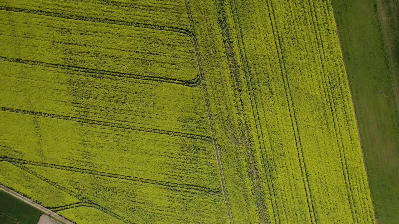 vista aérea con drones de un campo de brotes verdes jóvenes con las huellas rectilíneas de los pasajes de los tractores