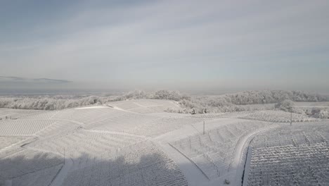 Bare-Tree-With-Vineyard-Plantation-In-The-Background-Covered-With-Snow-At-Winter-In-Zell-Weierbach,-Offenburg,-Germany