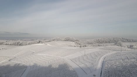 árbol-Desnudo-Con-Plantación-De-Viñedos-En-El-Fondo-Cubierto-De-Nieve-En-Invierno-En-Zell-weierbach,-Offenburg,-Alemania