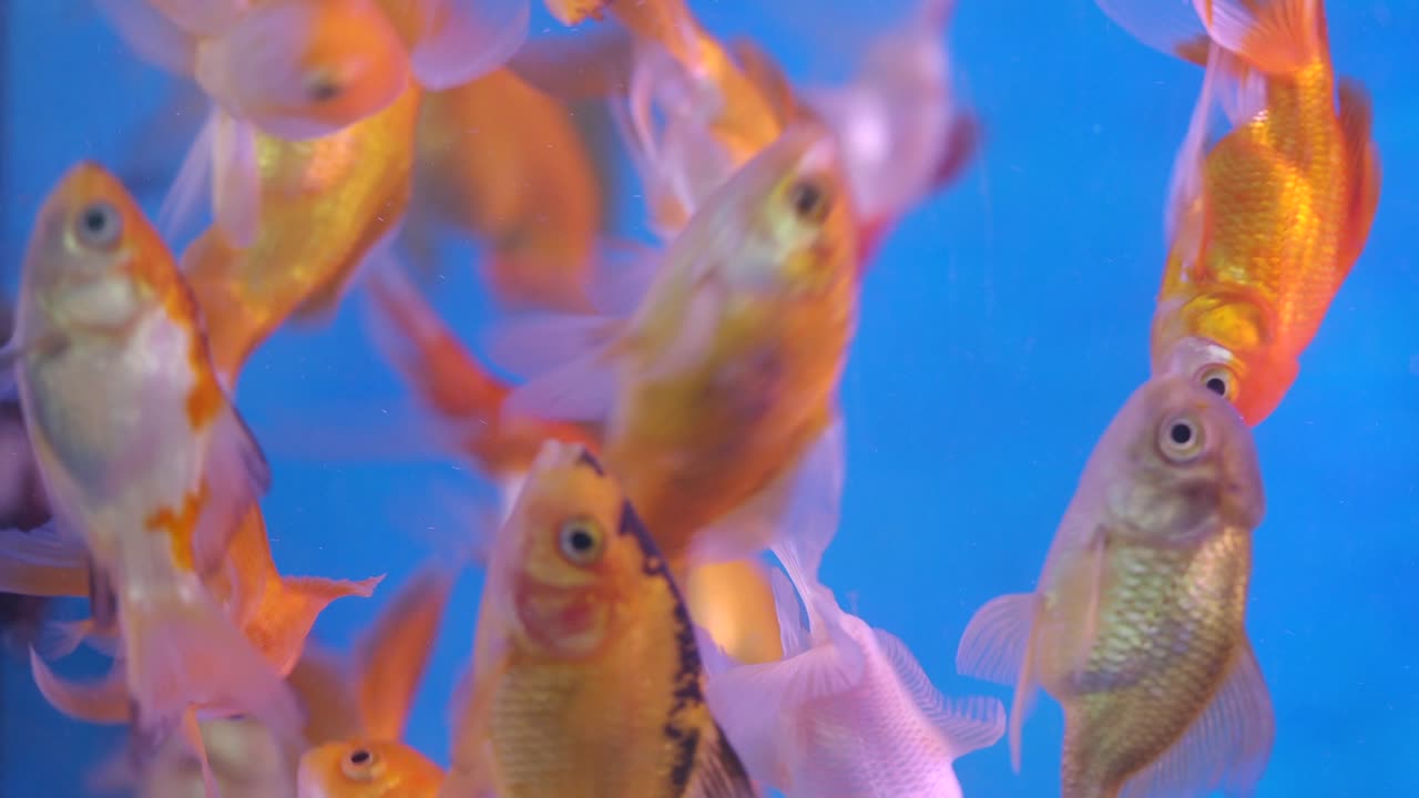 pez dorado en un acuario
