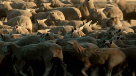 Schafherde,-Die-Sich-In-Formation-Bewegt