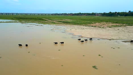 Búfalos-Que-Van-Al-Río-A-Beber-Agua