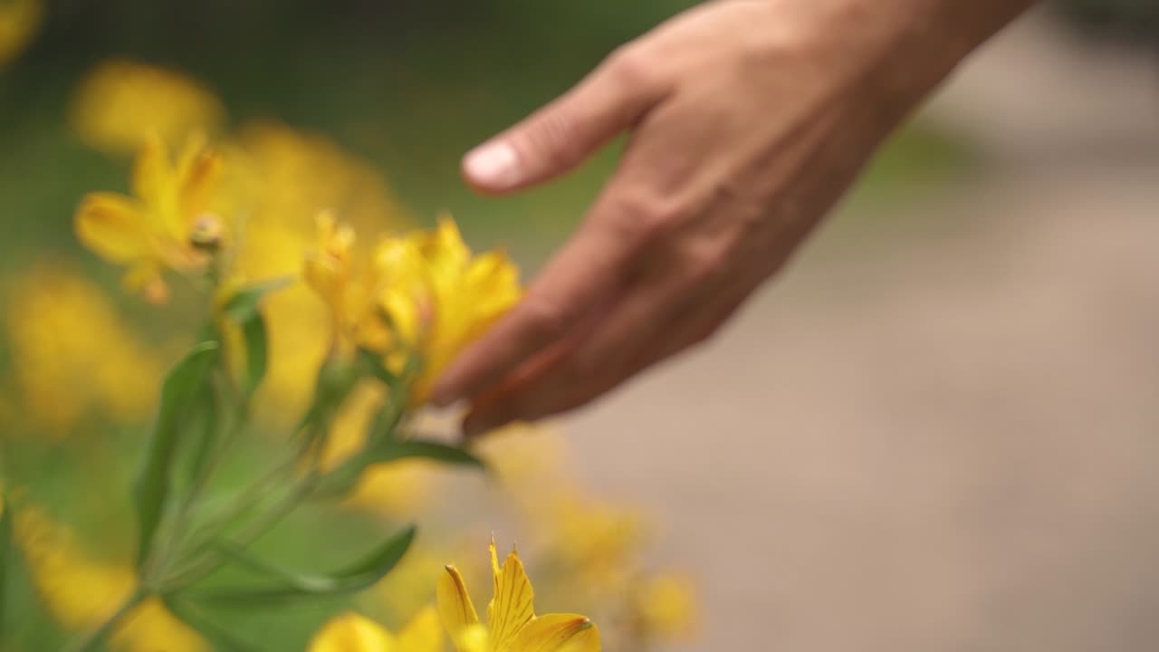 Closeup of female hand caressing touching yellow flowers in slow motion and 60 fps