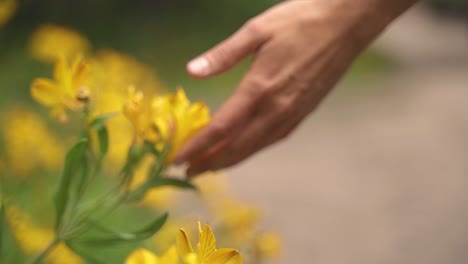 Closeup-of-female-hand-caressing-touching-yellow-flowers-in-slow-motion-and-60-fps