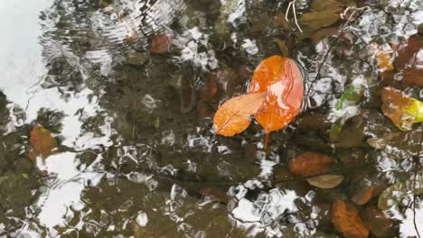 Primer-Plano-De-Hojas-Secas-En-El-Fondo-Del-Agua