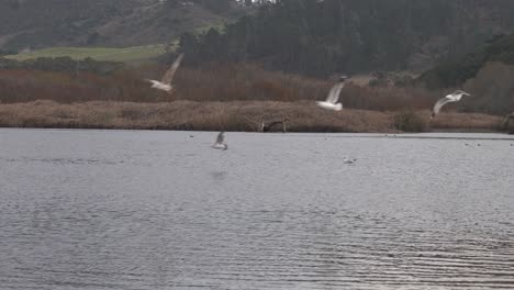 Laguna-Del-Rio-Carmelo