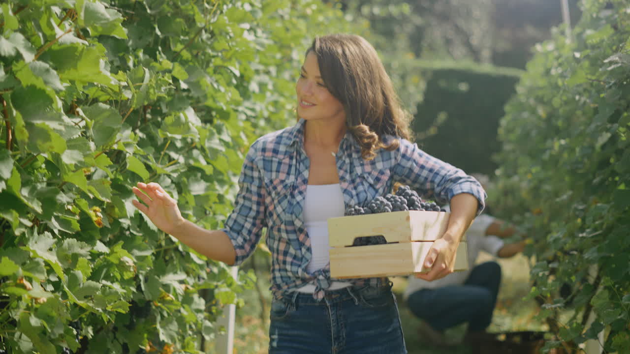 포도 에서 포도 를 수확 하는 여자