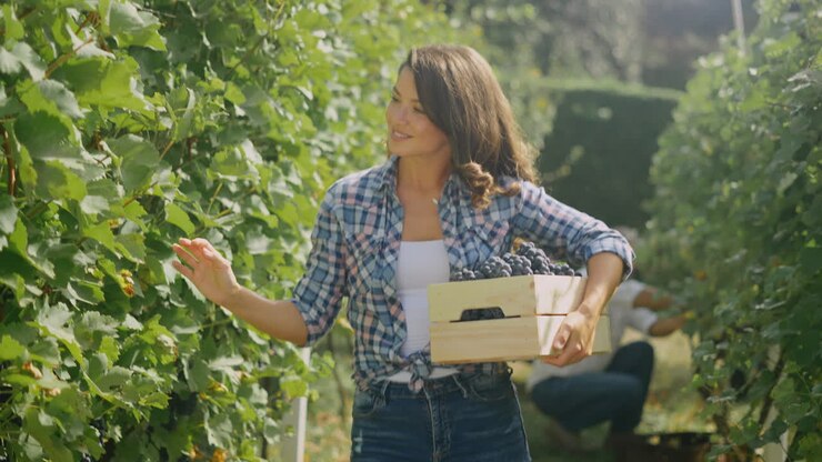 Donna che raccoglie l'uva in un vigneto