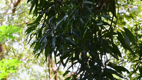 Orange-squirrel-monkey-crawling-through-the-thick-and-leafy-canopy-of-a-Costa-Rican-rainforest