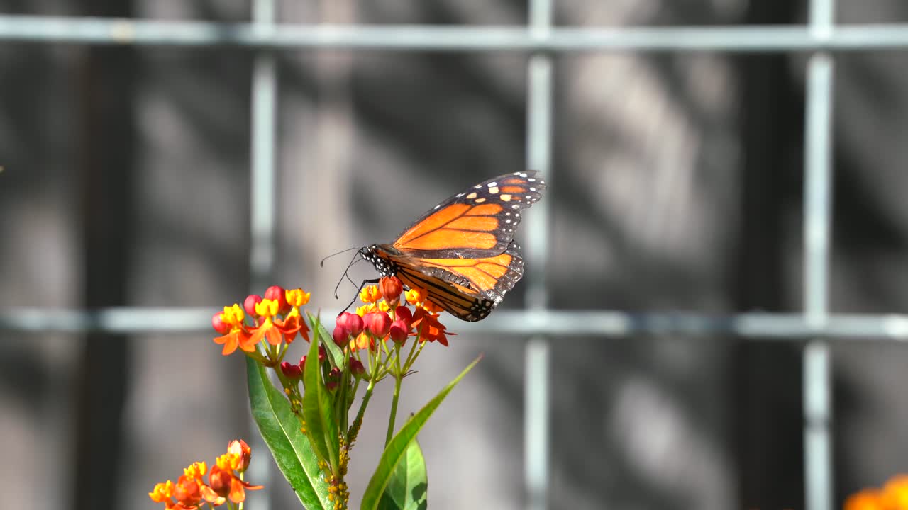 una mariposa monarca sentada en una colorida planta de algodoncillo