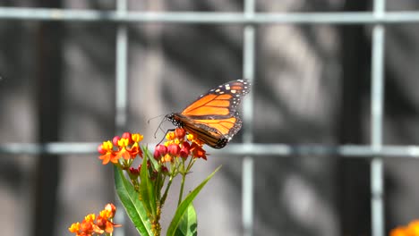 Una-Mariposa-Monarca-Sentada-En-Una-Colorida-Planta-De-Algodoncillo