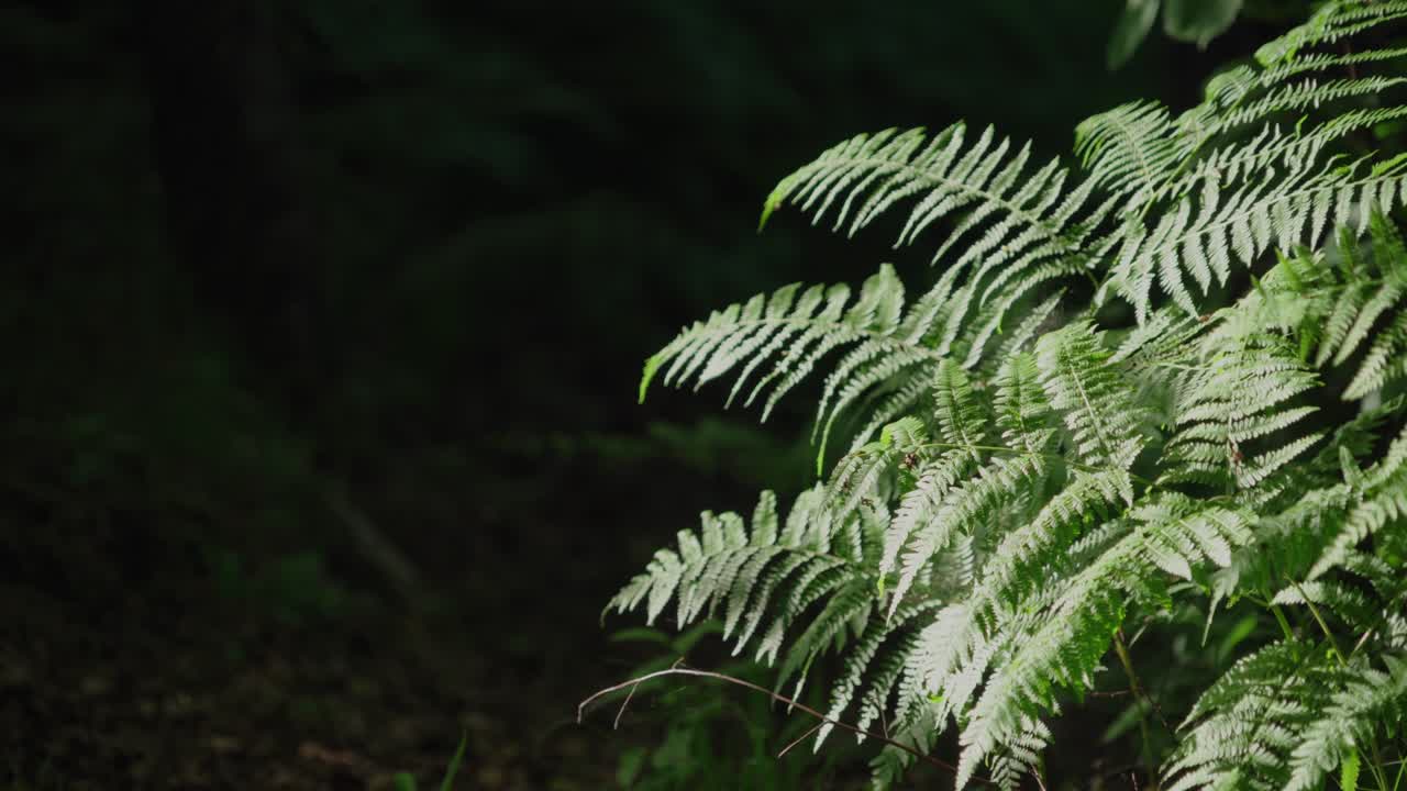 Primo piano di fronde di felce verdi che si muovono dolcemente con il vento in un ambiente boschivo ombreggiato