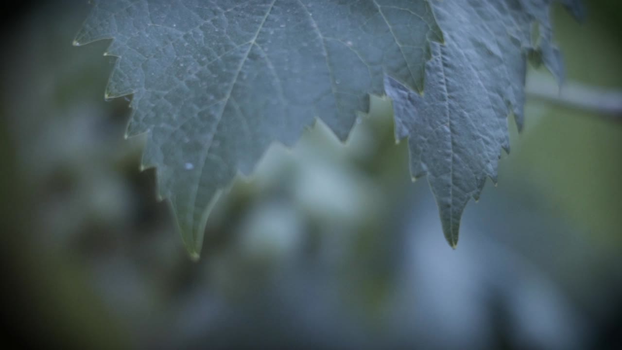 filmado en cámara lenta, árbol de uva orgánica, hoja y uvas verdes inmaduras en chile