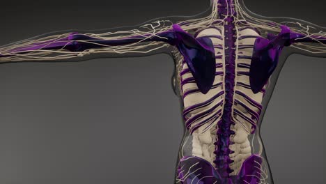 cuerpo humano transparente con huesos visibles