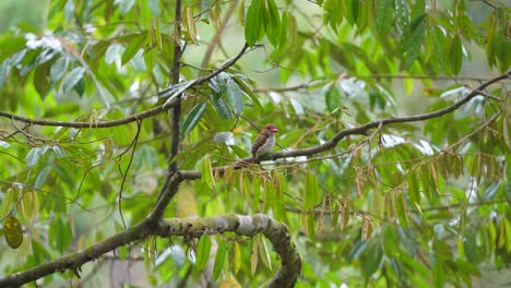 a-female-Banded-kingfisher-is-perched-on-a-tree-among-the-leaves