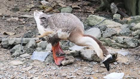 grey goose feeding on the ground