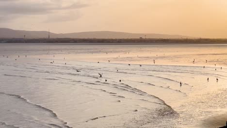 Serenidad-Junto-Al-Mar:-Puesta-De-Sol,-Olas-Y-Gaviotas-En-Sandymount-Strand,-Irlanda