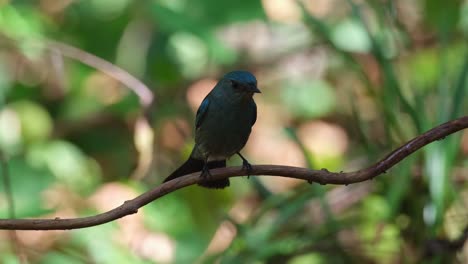 Perched-on-a-vine-then-flies-down-to-the-birdbath-to-freshen-up,-Verditer-Flycatcher-Eumyias-thalassinus,-Thailand