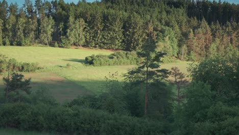 Una-Abertura-Iluminada-Por-El-Sol-En-El-Bosque-De-Verano-Cubierto-De-Exuberante-Hierba-Verde