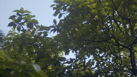 view over leaves in the forest and sun flares