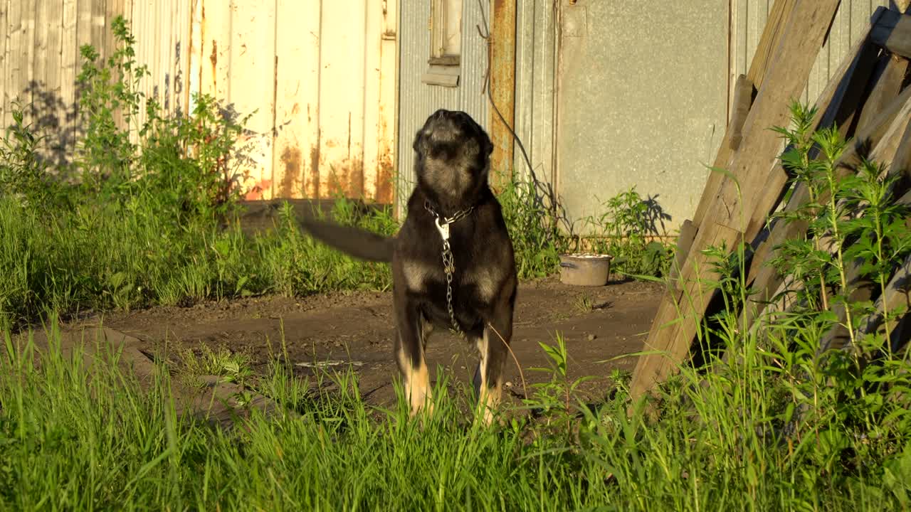 perro de guardia en cadena vigilando el área