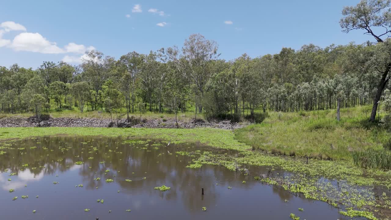 aves cerca de un cuerpo de agua tranquilo de la granja