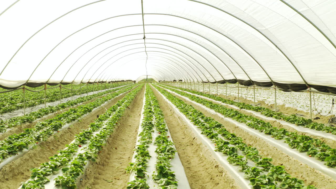 이곳은 우리의 아기 식물이 사는 곳입니다.