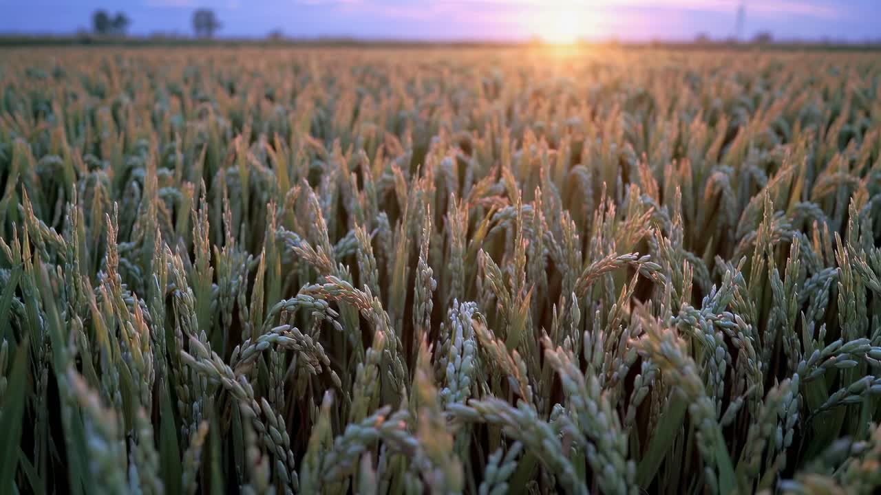 Low-angle video shot of a sunlit rice field at sunset, capturing the golden hues and serene