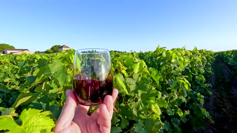 hand holding wine glass in vineyard