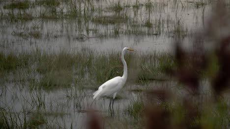 una grulla blanca camina lentamente en una marcha mientras cae una lluvia ligera