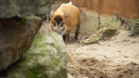 brown wild wart hog walking around zoo habitat with rocks and muddy sand