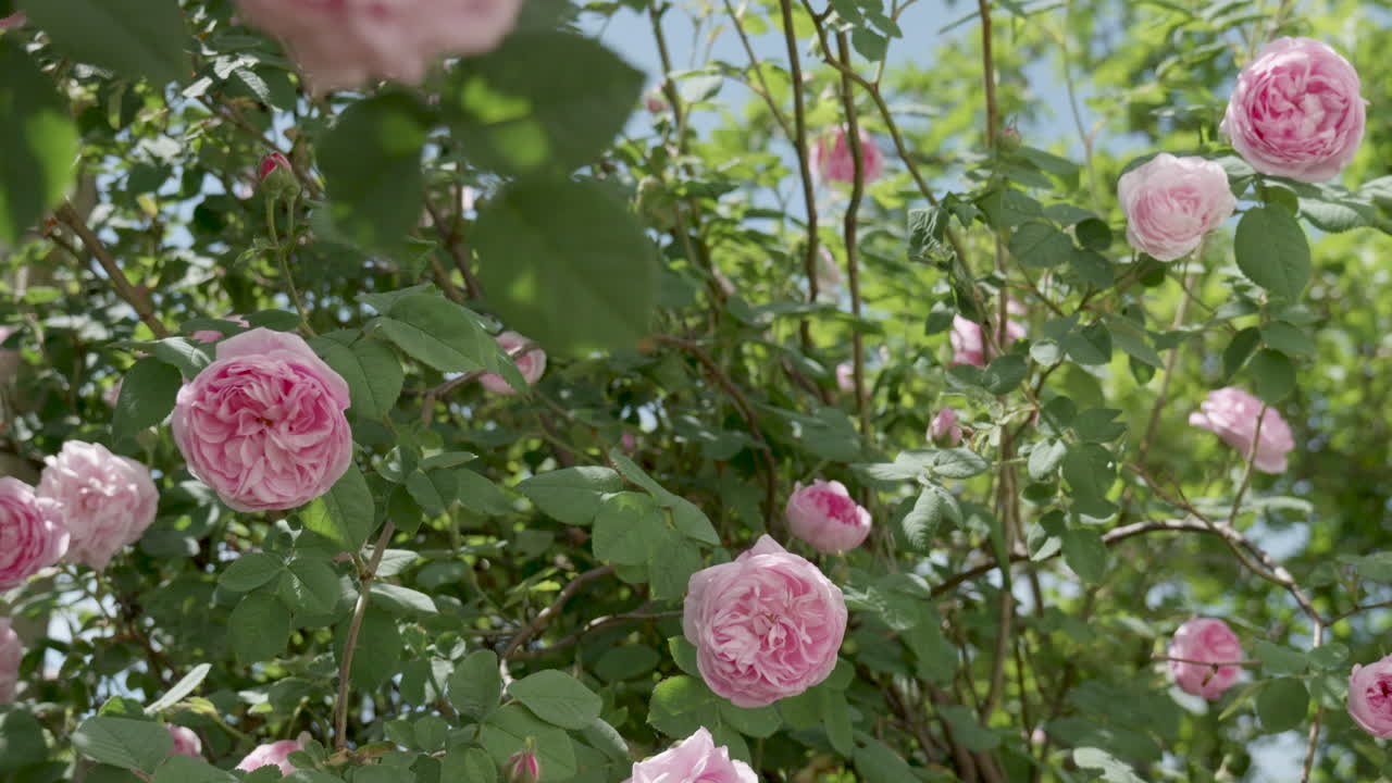 Pink roses swaying in the wind