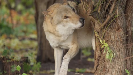 Der-Wolf-(Canis-Lupus),-Auch-Grauwolf-Genannt,-Ist-Das-Größte-Noch-Existierende-Mitglied-Der-Familie-Der-Canidae.-Wölfe-Sind-Das-Größte-Wilde-Mitglied-Der-Hundefamilie.