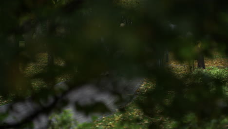 Schönes-Glückliches-Paar-Beim-Dating-Im-Romantischen-Herbstpark.-Stilvolles-Mädchen-Und-Junge.