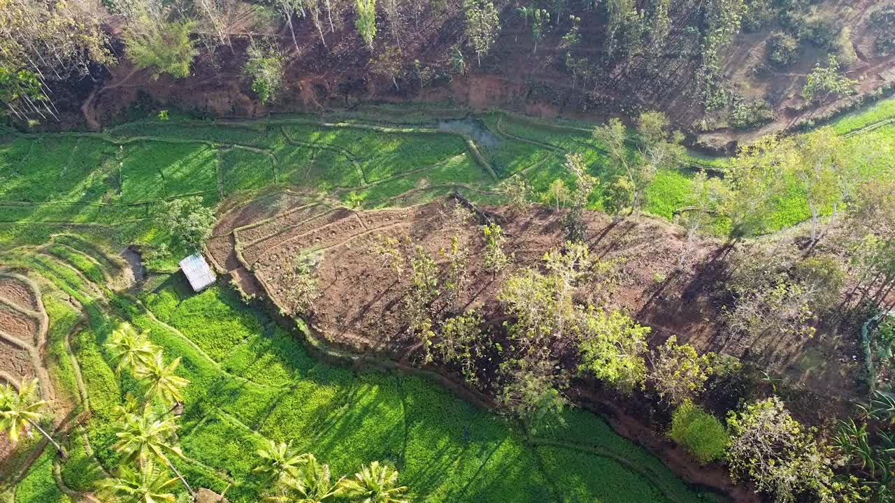 vista de pájaro de jardines en terrazas únicos y paisajes de arrozales, vista aérea de drones de terreno transformado en agricultura de subsistencia y producción de alimentos