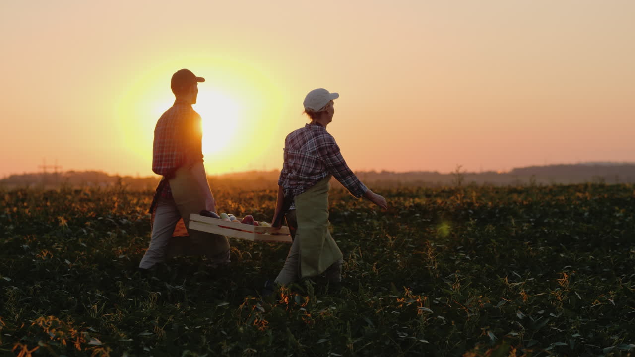 dos granjeros llevan una caja pesada con verduras por el campo video en cámara lenta de steadicam