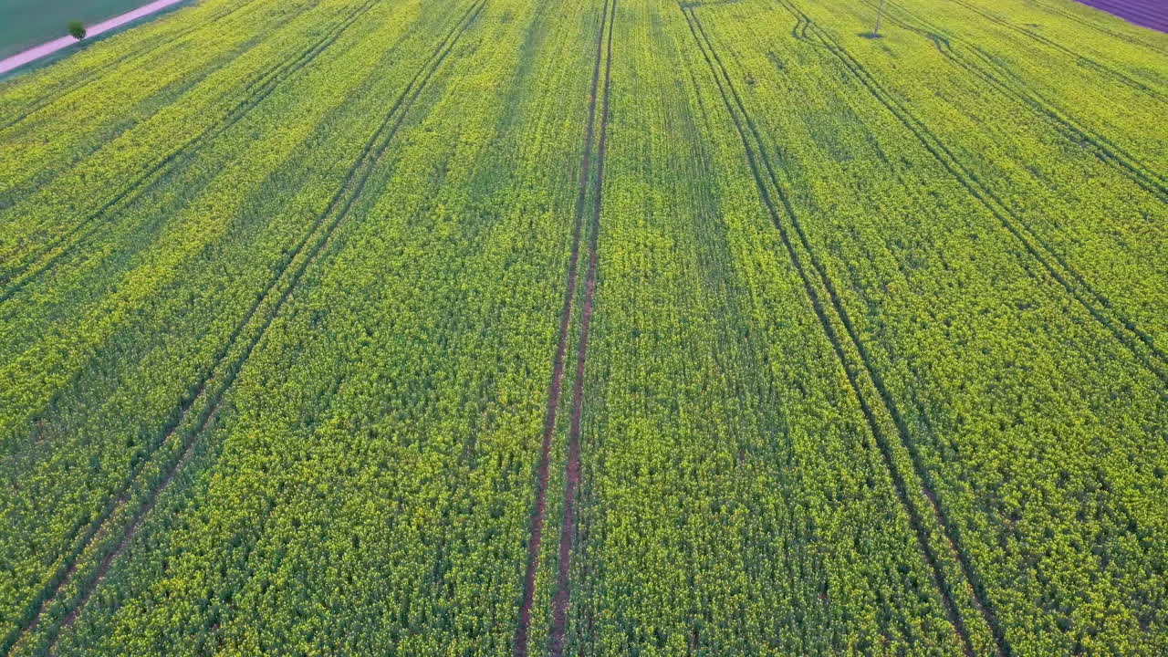 vuelo sobre campo con flores de canola en flor