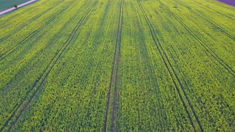 flight over field with flowering canola flowers