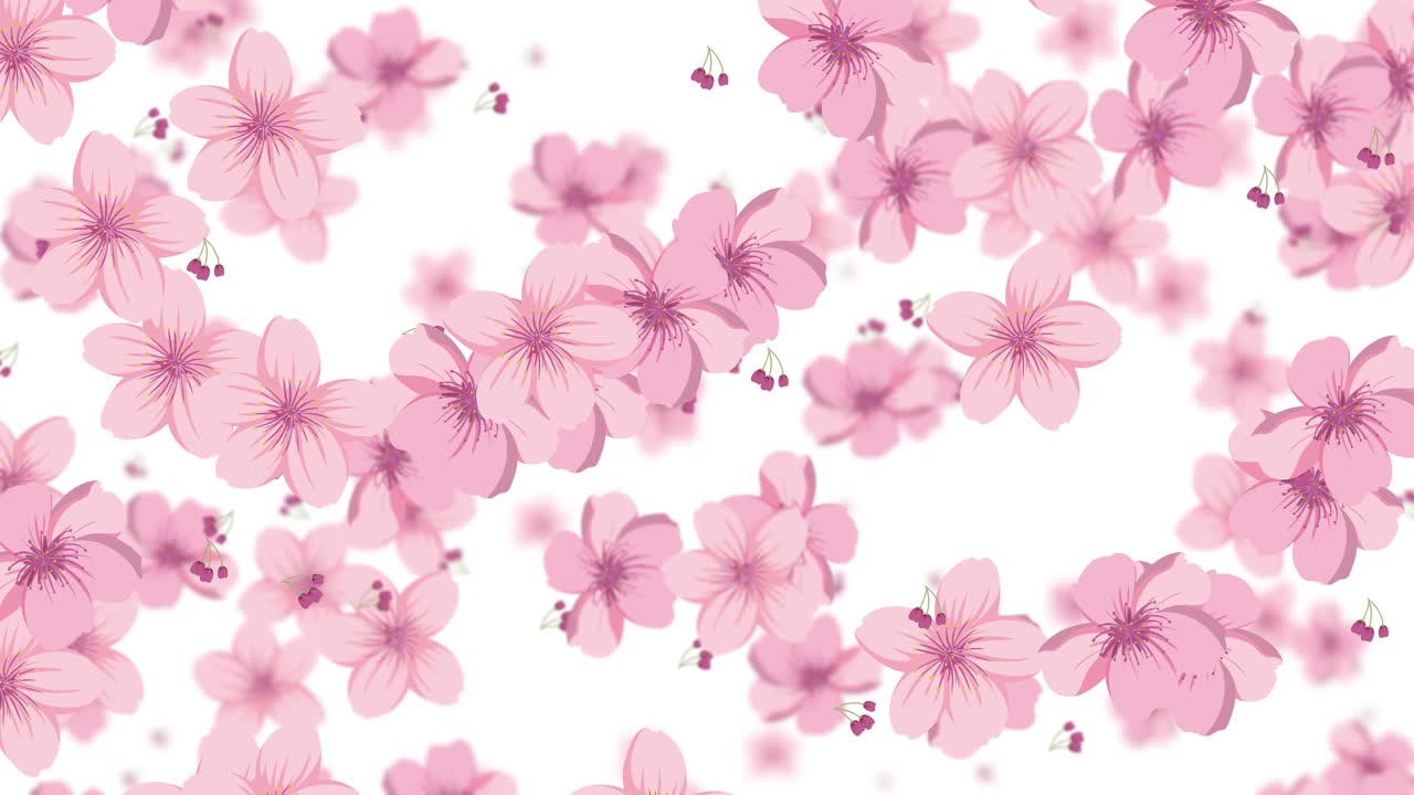 fondo de flor de cerezo