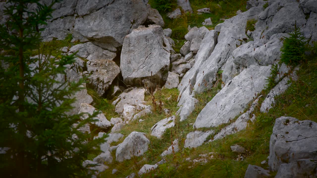 Filmato di una marmotta ripresa in natura in montagna, filmata con teleobiettivo in primo piano in 4k, con natura circostante, rocce e piante