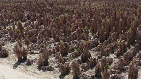 palm farming oasis surrounded by the badlands, aerial view